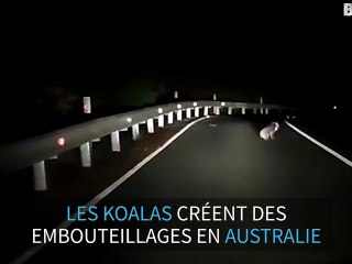 Un koala interrompt la circulation sur une route d'Australie