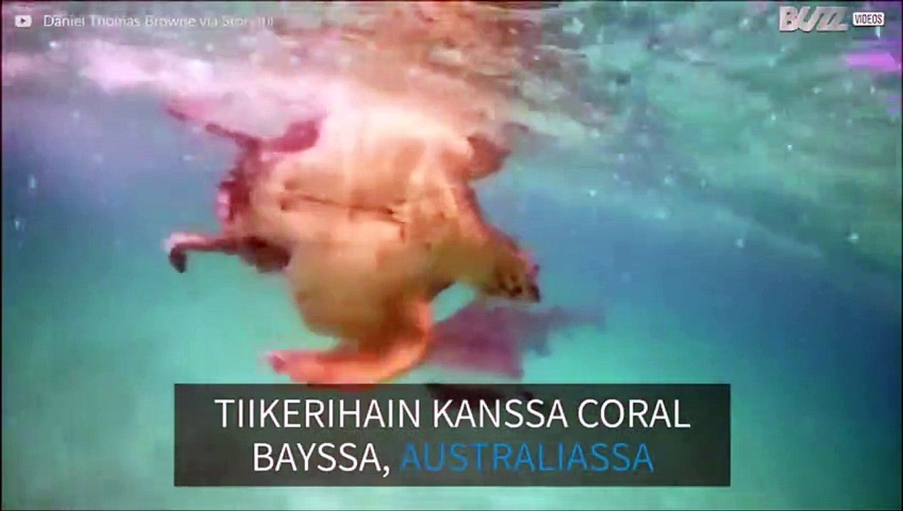 Kilpikonna häviää taistelun haita vastaan!