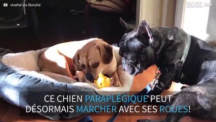 Un chien handicapé marche pour la première fois avec des roues
