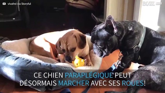 Un chien handicapé marche pour la première fois avec des roues