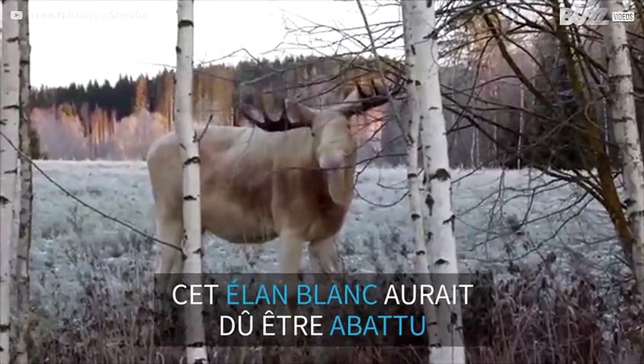 Un élan blanc avec un faible pour les branches