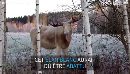Un élan blanc avec un faible pour les branches