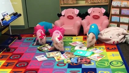 La compilation de porcinets la plus mignonne au monde!