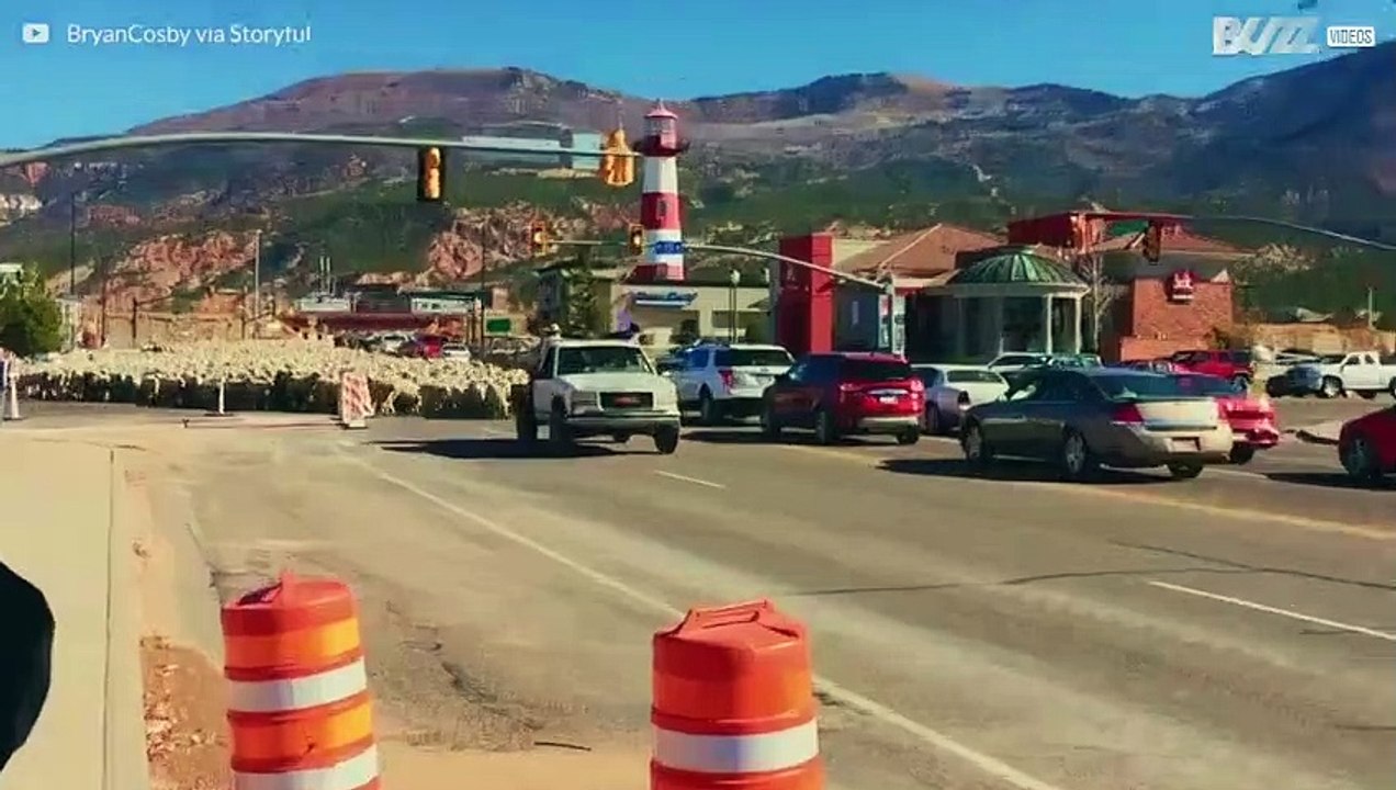 Ces centaines de moutons à l'origine d'énormes bouchons aux États-Unis