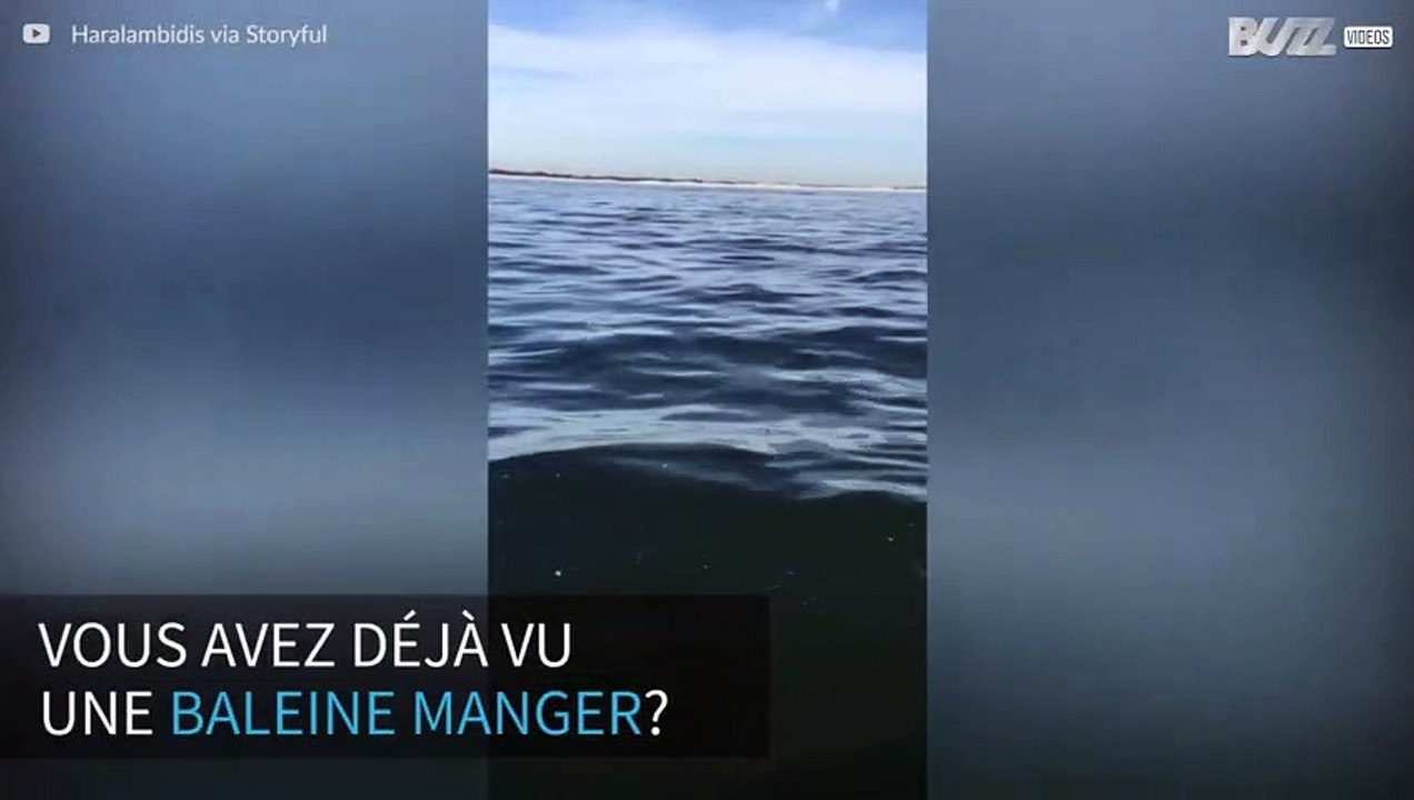 Impressionnant! Cette baleine avale un banc de poissons!