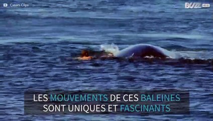 Baleines: séquence émotion