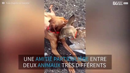 Amitié inattendue entre un chien et un faon