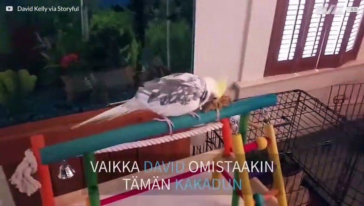 Kakadu on ihastunut isäntänsä vaimoon!