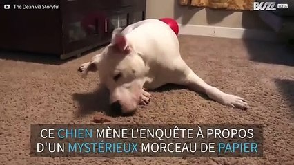Un pitbull ne sait pas comment réagir face à un morceau de papier