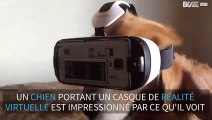 Un chien expérimente un casque de réalité virtuelle