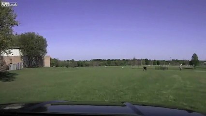 Mad cow chases cop