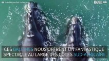 Incroyable images de baleines au large des côtes Sud-africaines