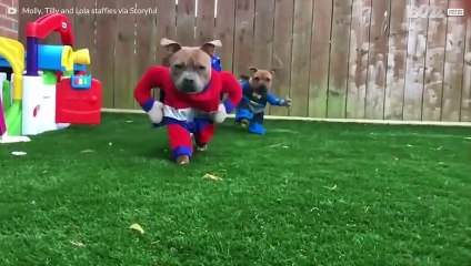 Le monde est en sécurité avec ces chiens super-héros!