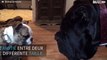 Ce chiot bulldog et cet énorme mastiff napolitain sont meilleurs amis