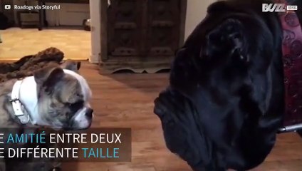 Ce chiot bulldog et cet énorme mastiff napolitain sont meilleurs amis