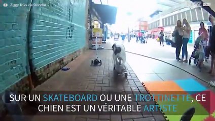 Chien à roulettes: un spectacle de rue étonnant!