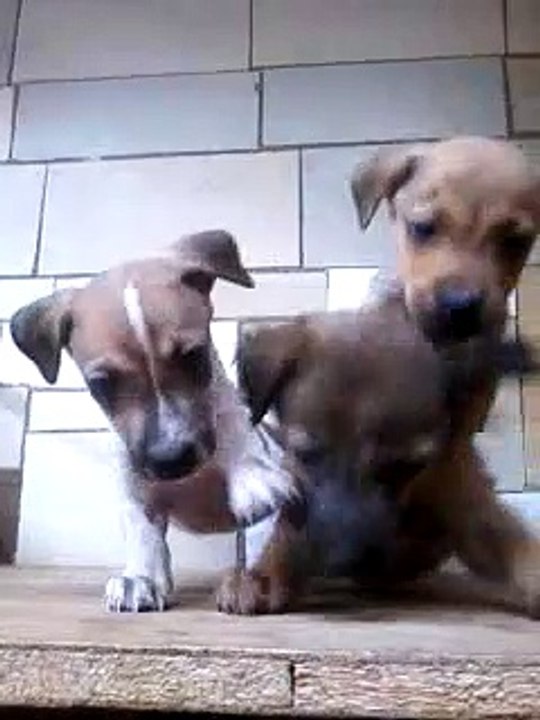 dogs cute