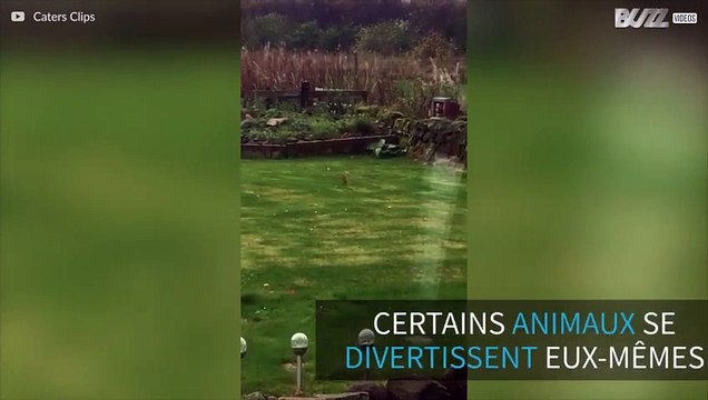 Cette hermine a été surprise en pleines acrobaties dans la pelouse