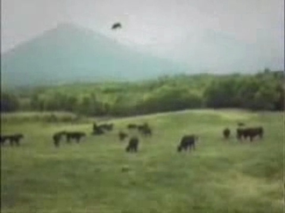 Real UFO Abduction of a Cow! -