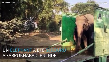 Cet éléphant est secouru après 40 ans de captivité
