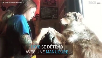 Les chiens aussi ont droit à une manucure
