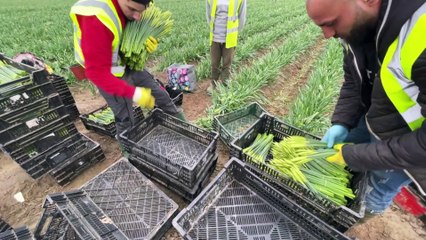 Миллионы нарциссов будут гнить на полях Линкольншира