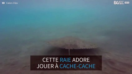 Une raie adore jouer à cache-cache
