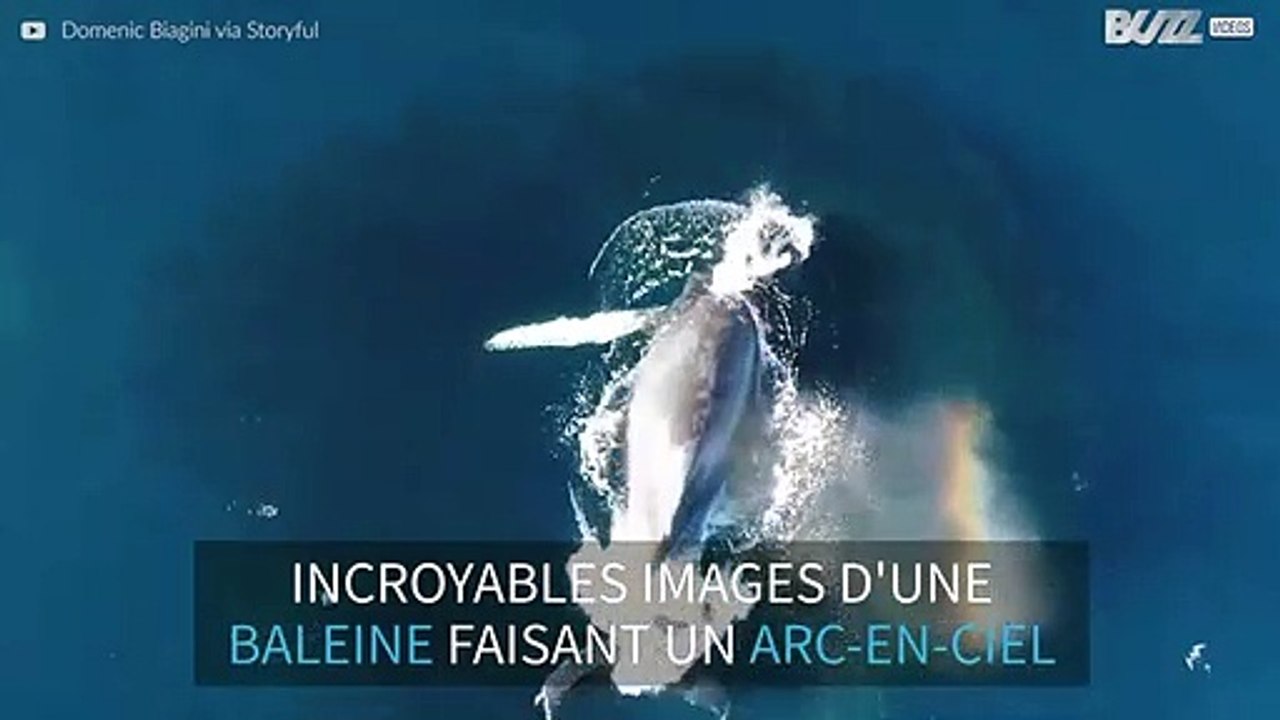 une-baleine-crache-un-arc-en-ciel-par-son-vent-vid-o-dailymotion