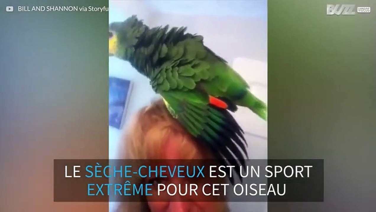 Ce perroquet adore le sèche-cheveux de sa maîtresse!