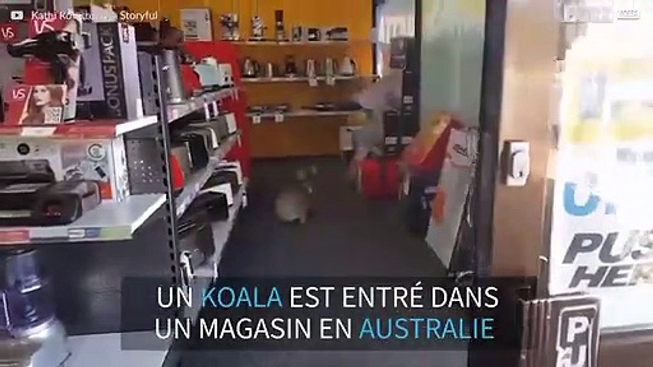 Ce koala entre dans un magasin et se retrouve confus!