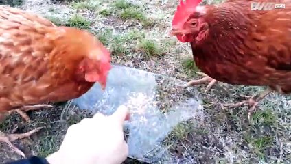 Des poulets intrigués par de la glace