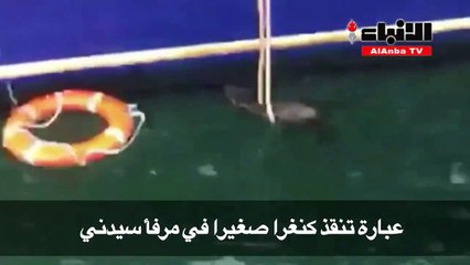 عبارة تنقذ كنغرا صغيرا في مرفأ سيدني