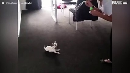 Ce chihuahua adore les bulles!