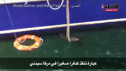 عبارة تنقذ كنغرا صغيرا في مرفأ سيدني