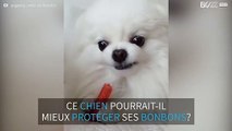 Ce chien protège ses bonbons!
