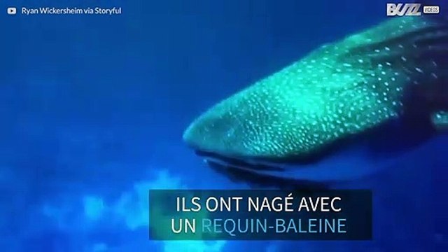 Des plongeurs nagent avec un requin-baleine