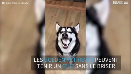 Un Husky échoue à l'egg challenge