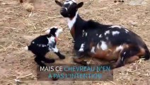 Un chevreau agité sème le chaos