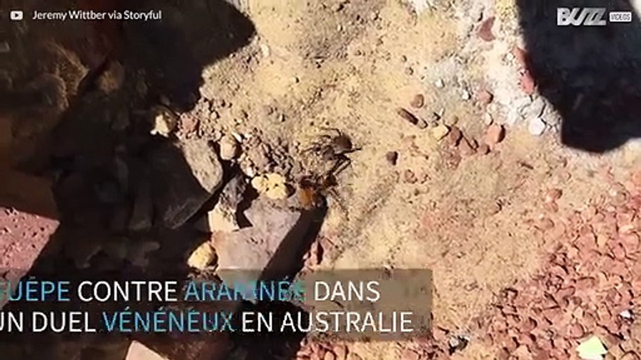 Guêpe contre araignée dans un combat vénéneux en Australie