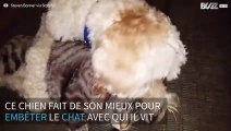 Un chien essaye d'ennuyer le plus amorphe des chats