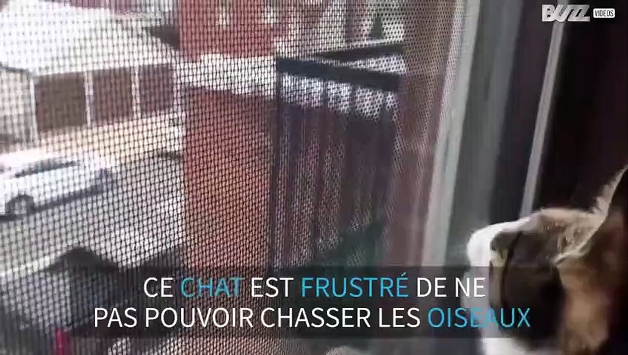 Un chat essaye de communiquer avec des oiseaux