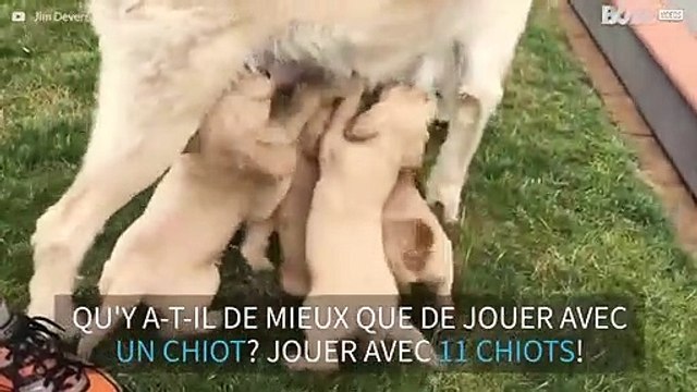 Adorable: découvrez une portée de chiots labradoodle!