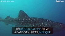 Un requin baleine aperçu au Mexique