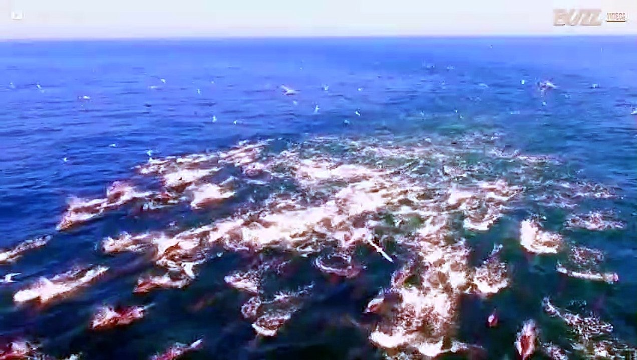 Plongeon avec les dauphins