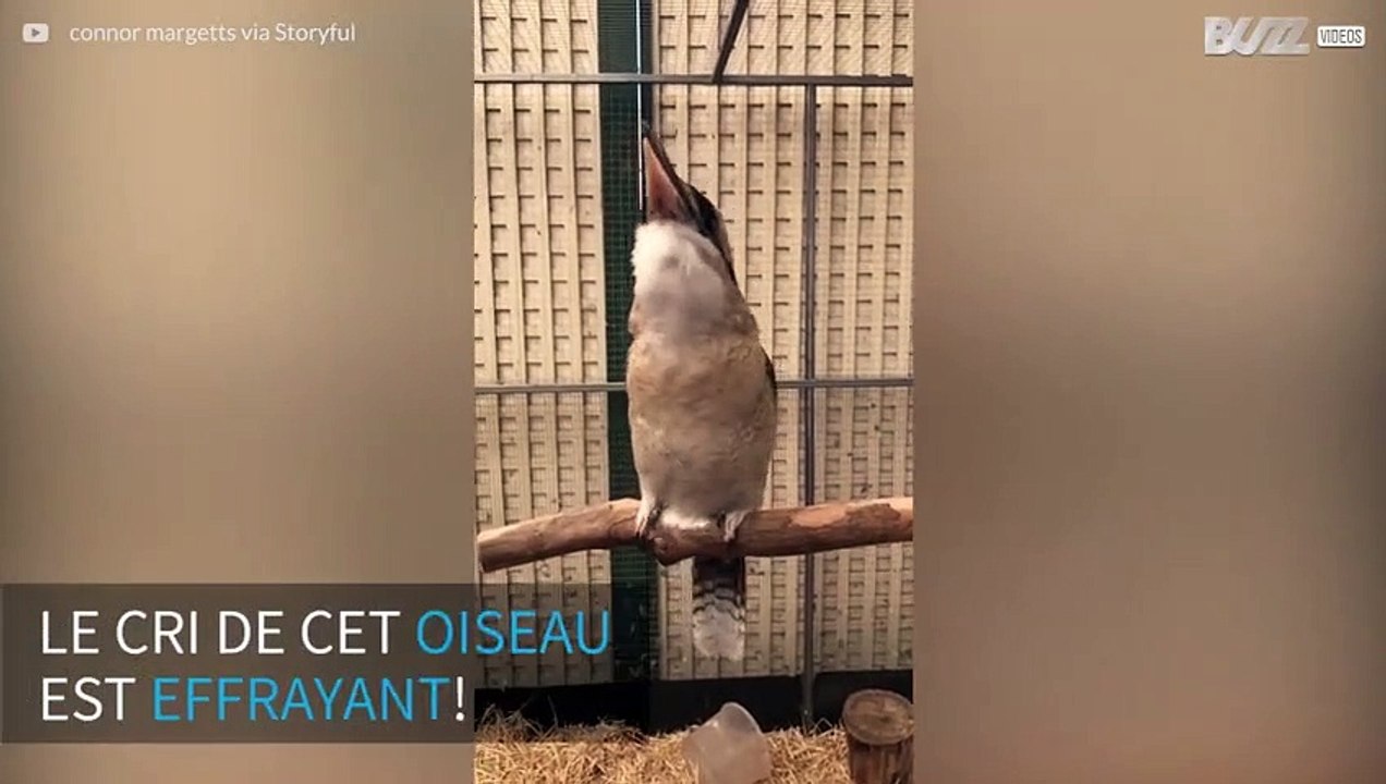 Le cri d'oiseau le plus effrayant au monde