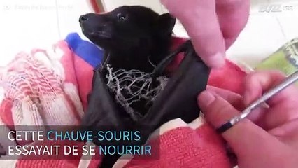 Une chauve-souris est sauvée après avoir été prise au piège
