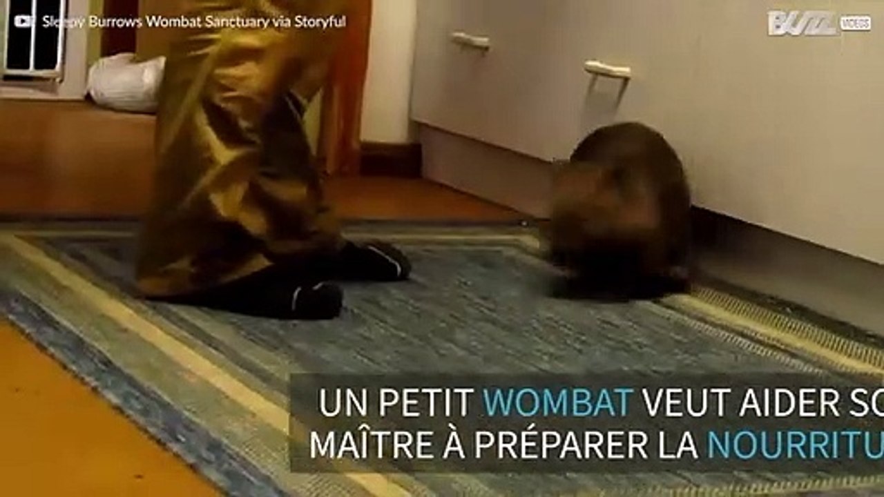 Un petit wombat veut aider à cuisiner