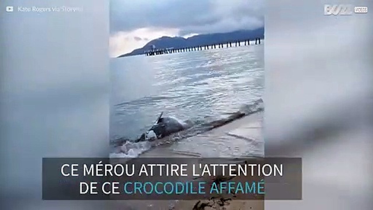 Un crocodile se nourrit d'un mérou mort sur la plage