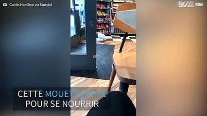 Une mouette vole un snack dans un magasin écossais