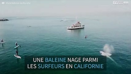 Une baleine grise nage parmi les surfeurs